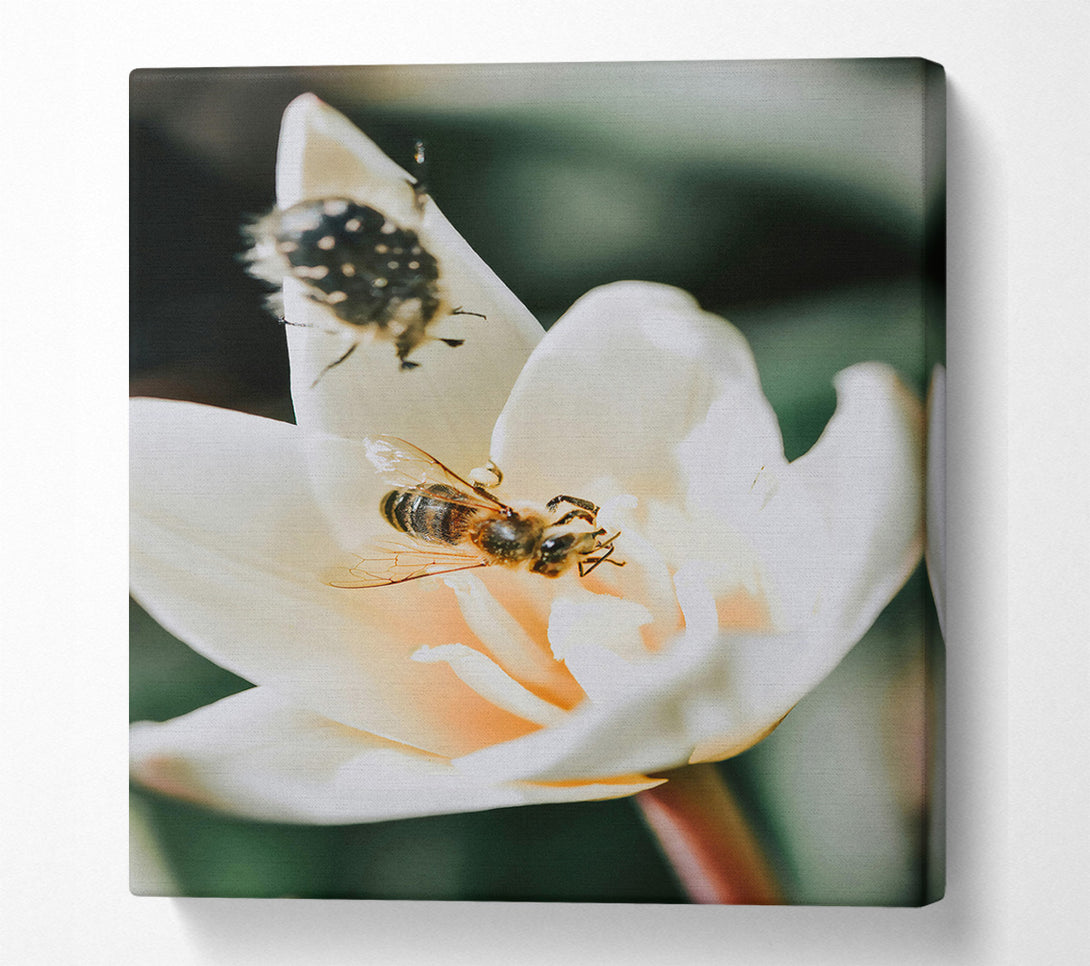  A Canvas Print of White Bloom And Buzzing Bee Canvas Print