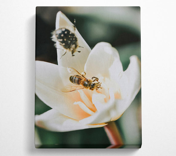  A Canvas Print of White Bloom And Buzzing Bee Canvas Print