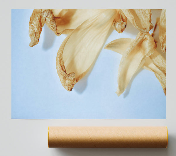 Creamy Petal Whisper Giclee Print