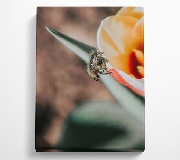  A Canvas Print of White Flower Beetle Canvas Wall Art