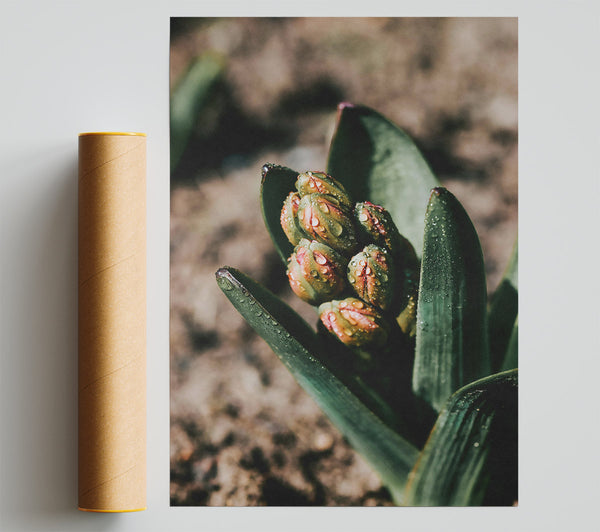 Green Dewy Buds Poster