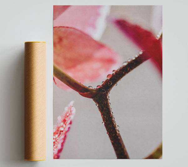 Pink Dewy Branch Poster