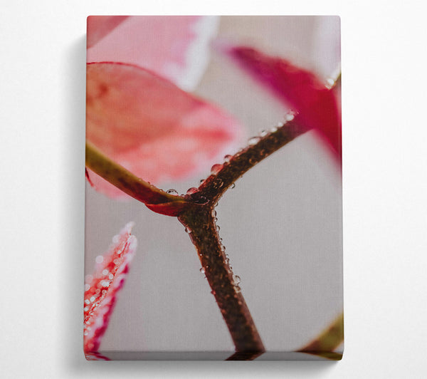  A Canvas Print of Pink Dewy Branch Canvas Art