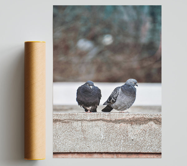 Grey And Black Pigeons Giclee Print
