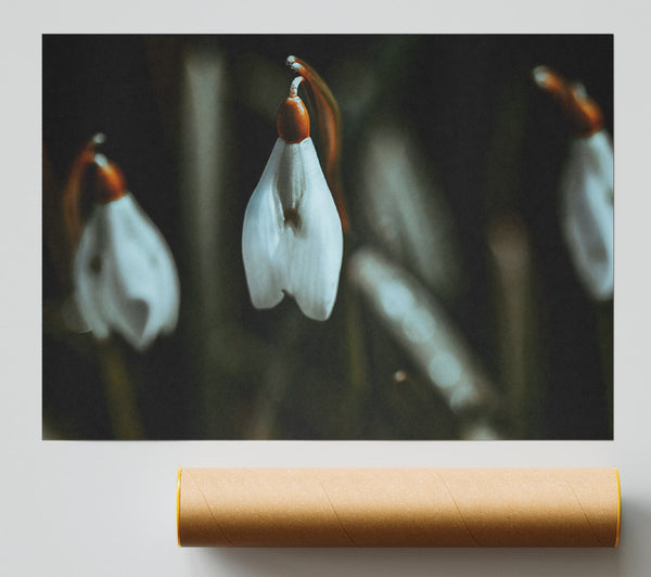 Green Bell'S Bloom Print