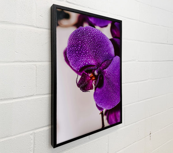 Purple Orchid Dewdrops.