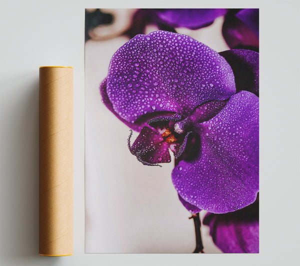 Purple Orchid Dewdrops. Print