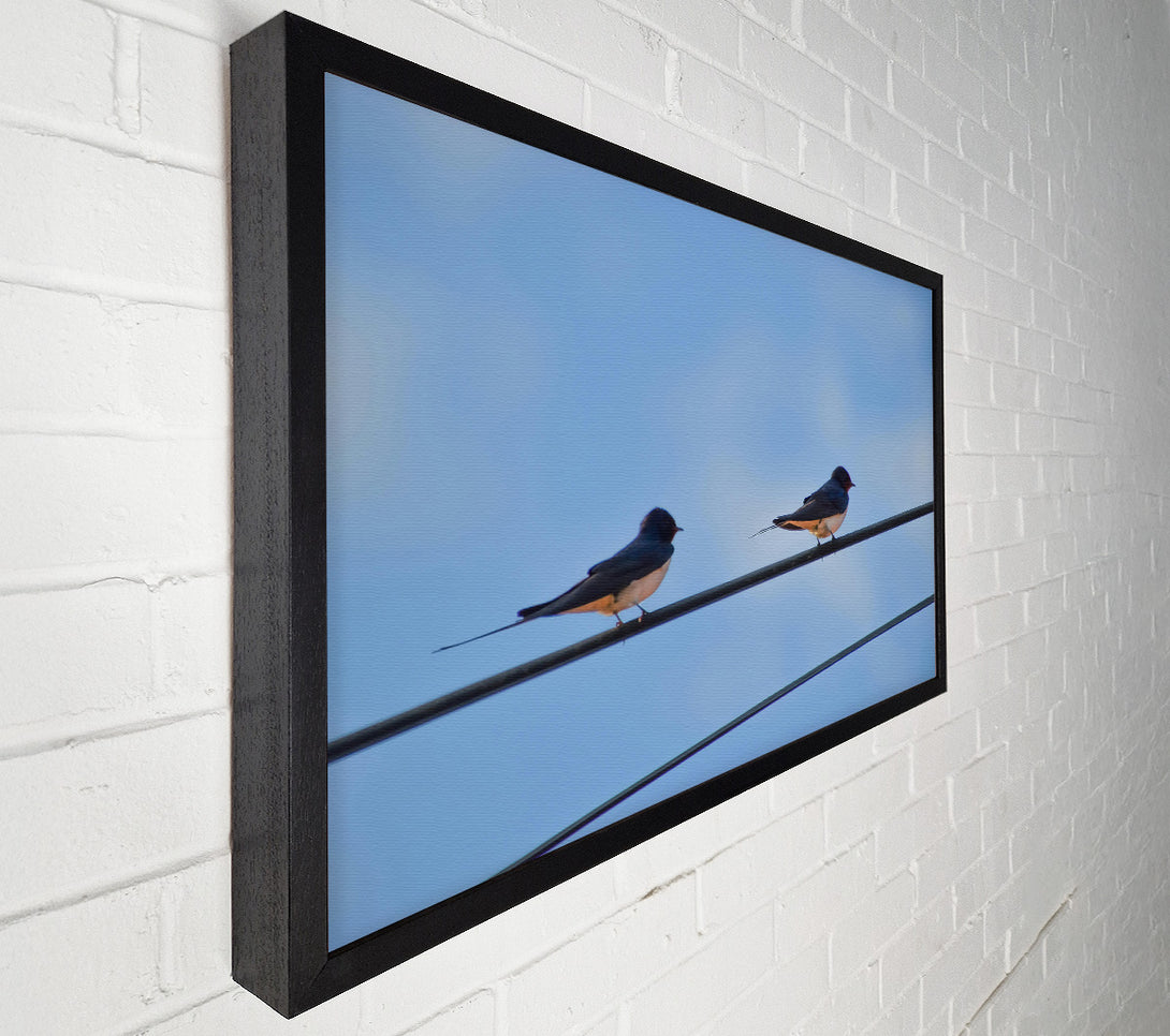  A Canvas Print of Blue Sky Swallows Canvas Print