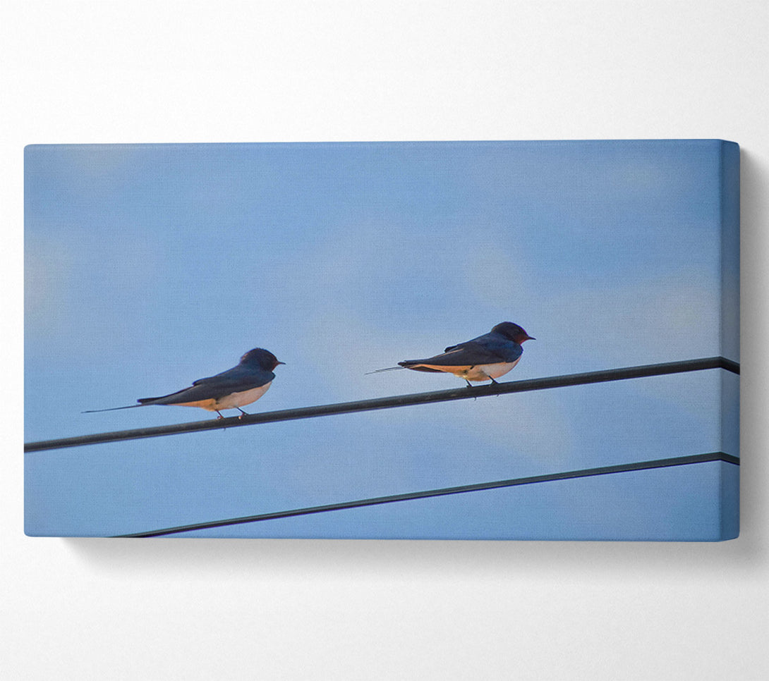  A Canvas Print of Blue Sky Swallows Canvas Print