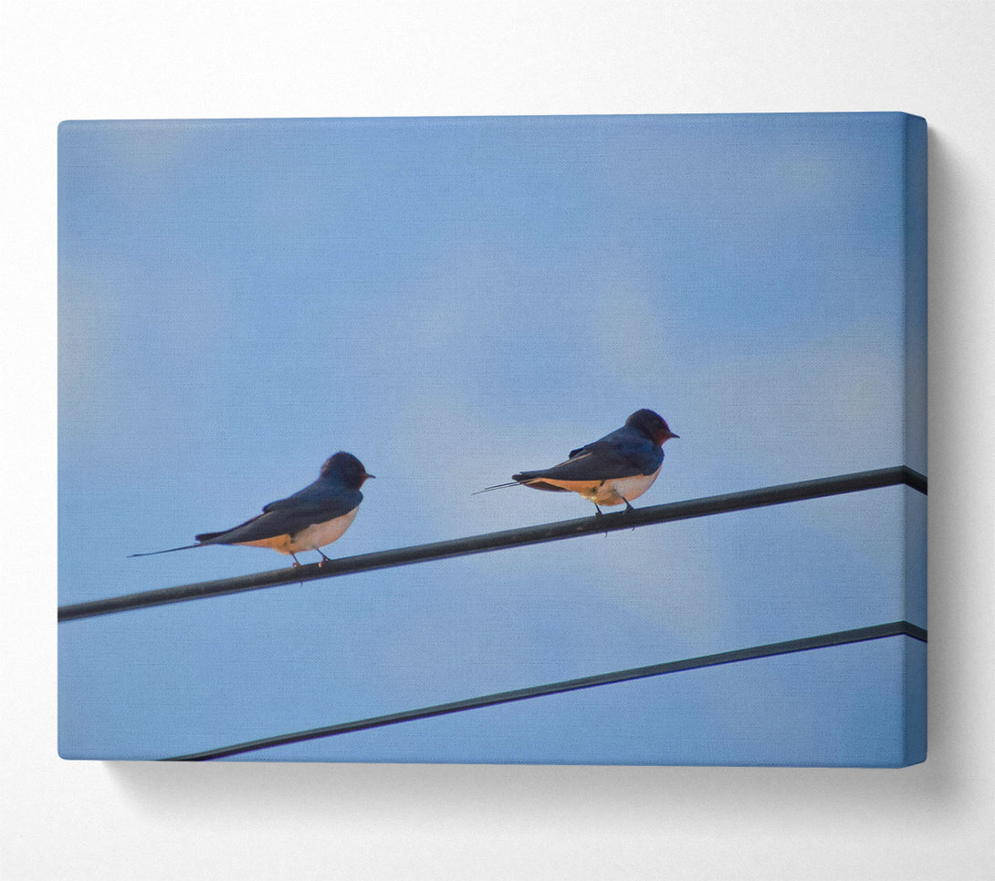  A Canvas Print of Blue Sky Swallows Canvas Print