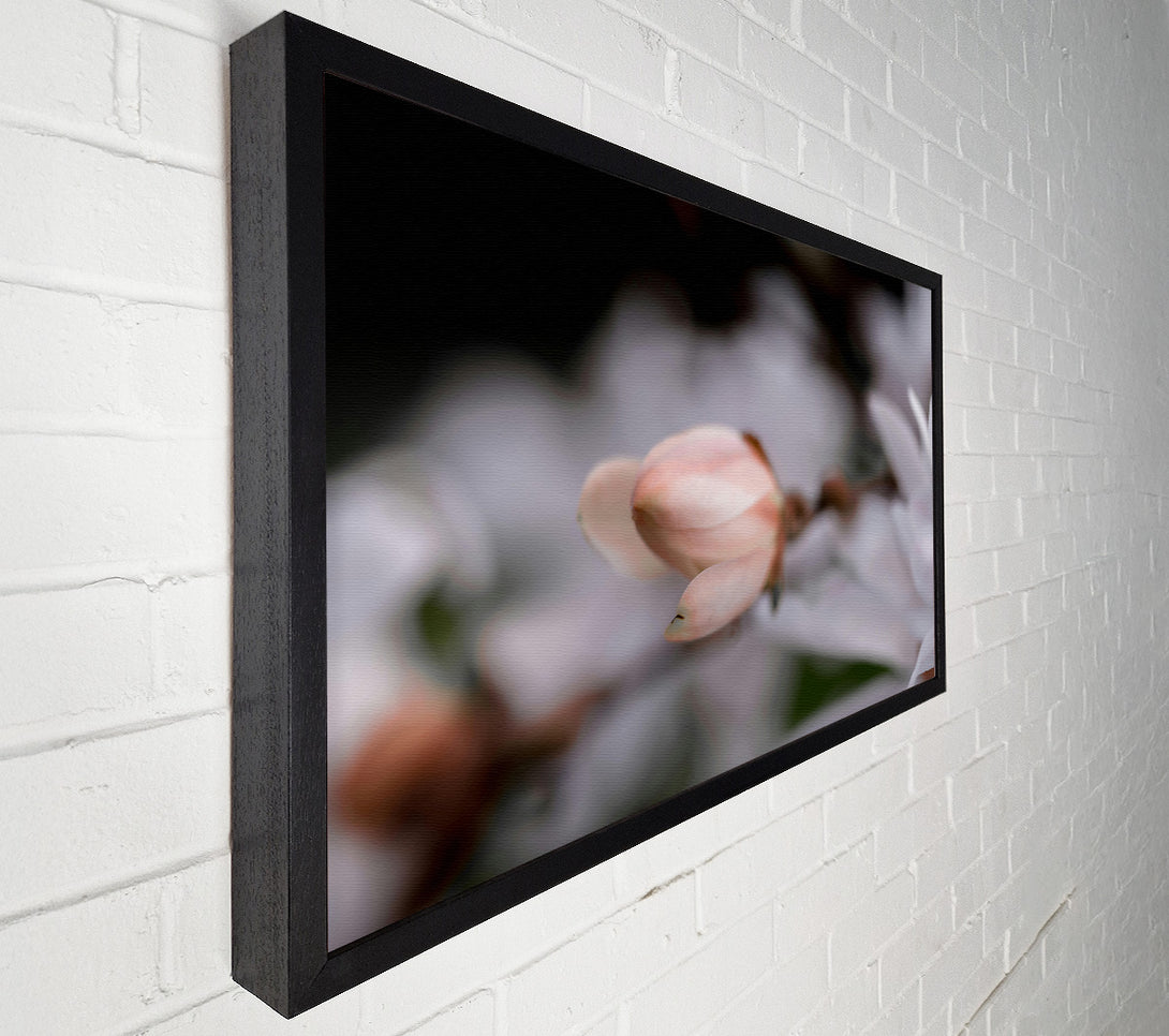  A Canvas Print of Soft Pink Budding Bloom Canvas Art