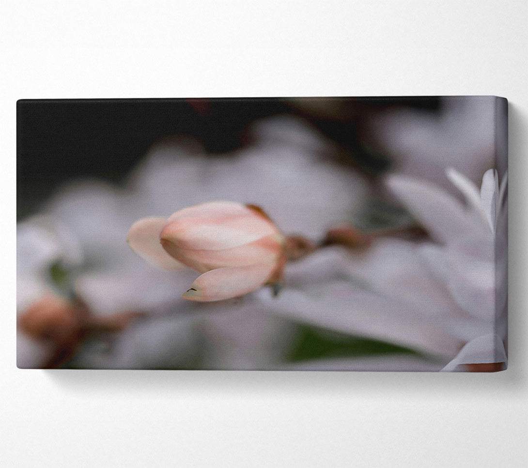  A Canvas Print of Soft Pink Budding Bloom Canvas Art