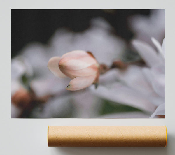 Soft Pink Budding Bloom Print