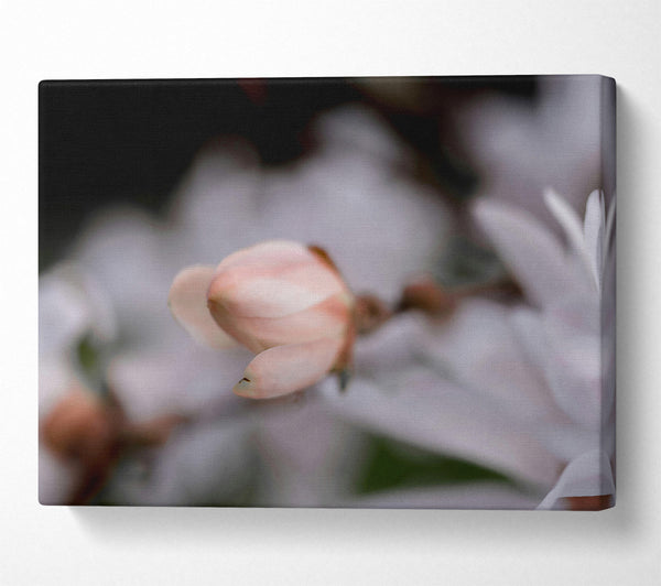  A Canvas Print of Soft Pink Budding Bloom Canvas Art
