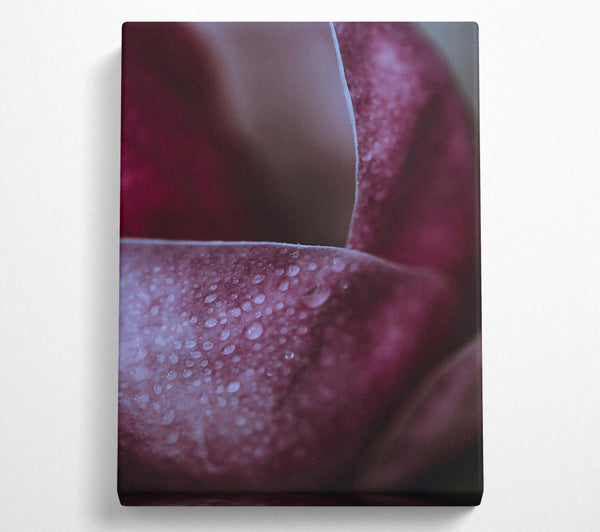 A Canvas Print of Crimson Petal Dewdrops Canvas Print