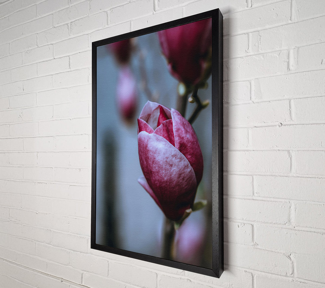  A Canvas Print of Burgundy Bloom'S Embrace Canvas Art
