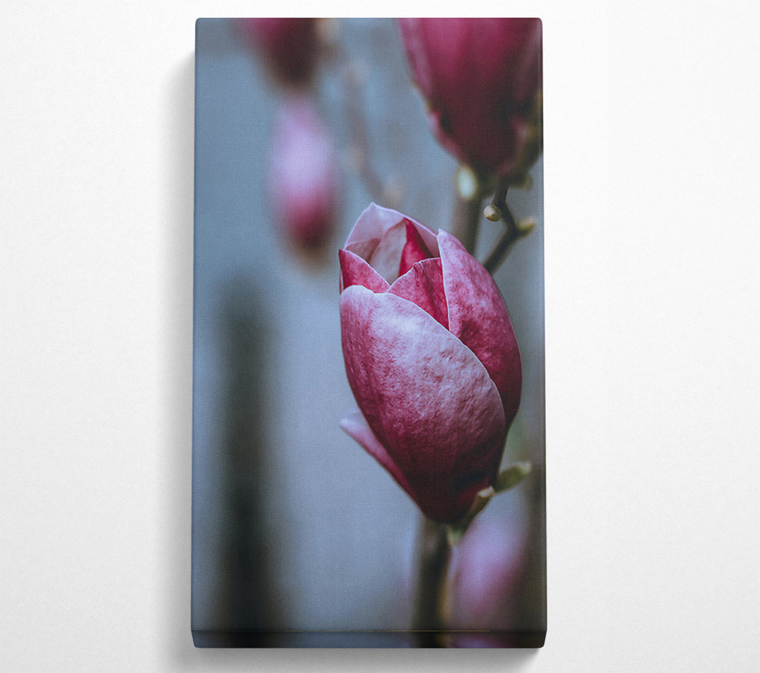  A Canvas Print of Burgundy Bloom'S Embrace Canvas Art