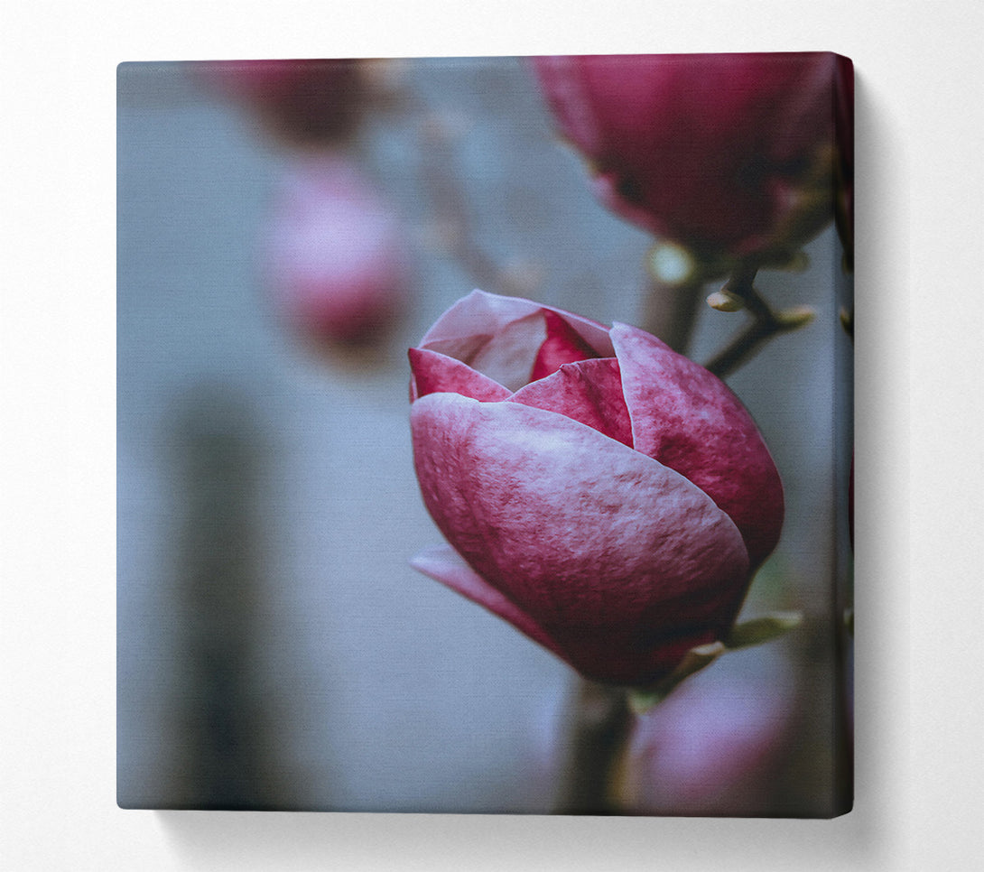  A Canvas Print of Burgundy Bloom'S Embrace Canvas Art