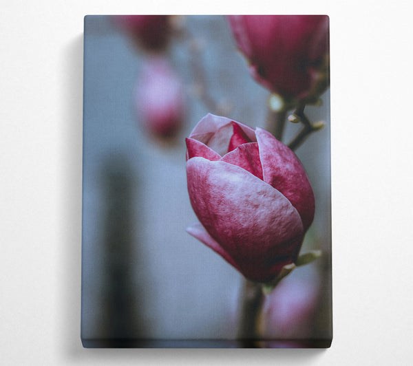  A Canvas Print of Burgundy Bloom'S Embrace Canvas Art