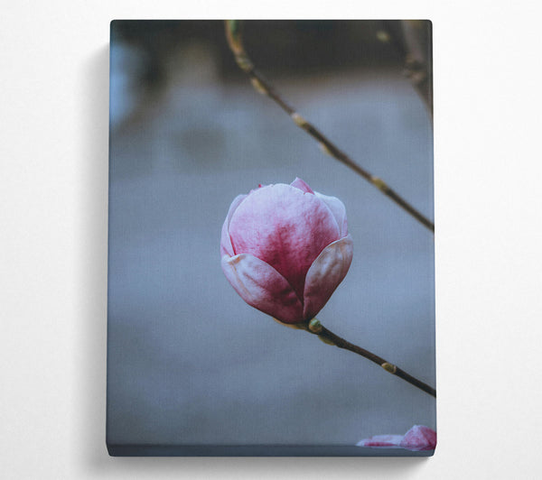  A Canvas Print of Pink Magnolia Bloom Canvas Art