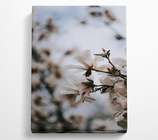  A Canvas Print of Creamy White Blossoms Canvas Wall Art