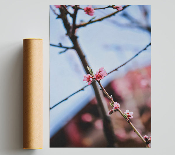 Pink Blossoms On Branch Giclee Print