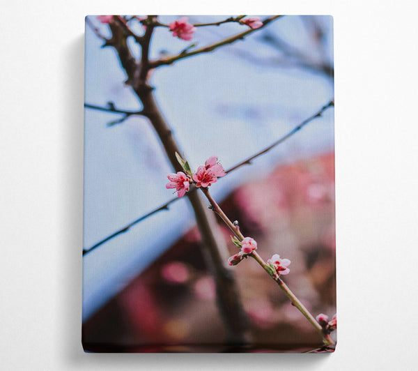 A Canvas Print of Pink Blossoms On Branch Canvas Art