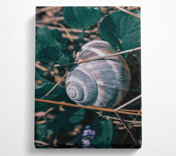  A Canvas Print of Green Snail Shell Canvas Art