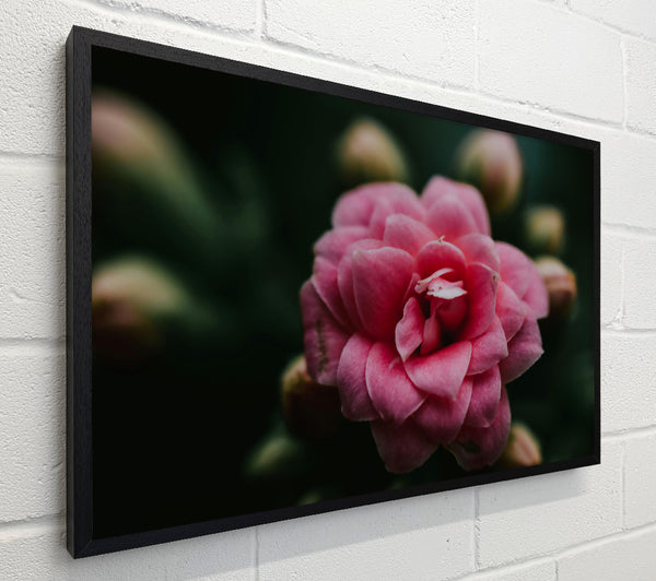 Pink Bloom In Focus.