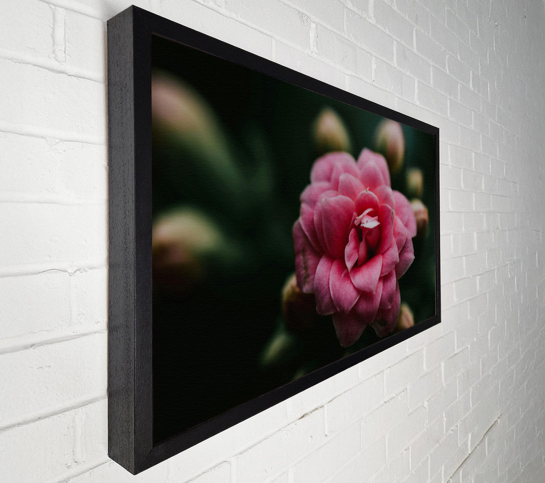  A Canvas Print of Pink Bloom In Focus. Canvas Wall Art