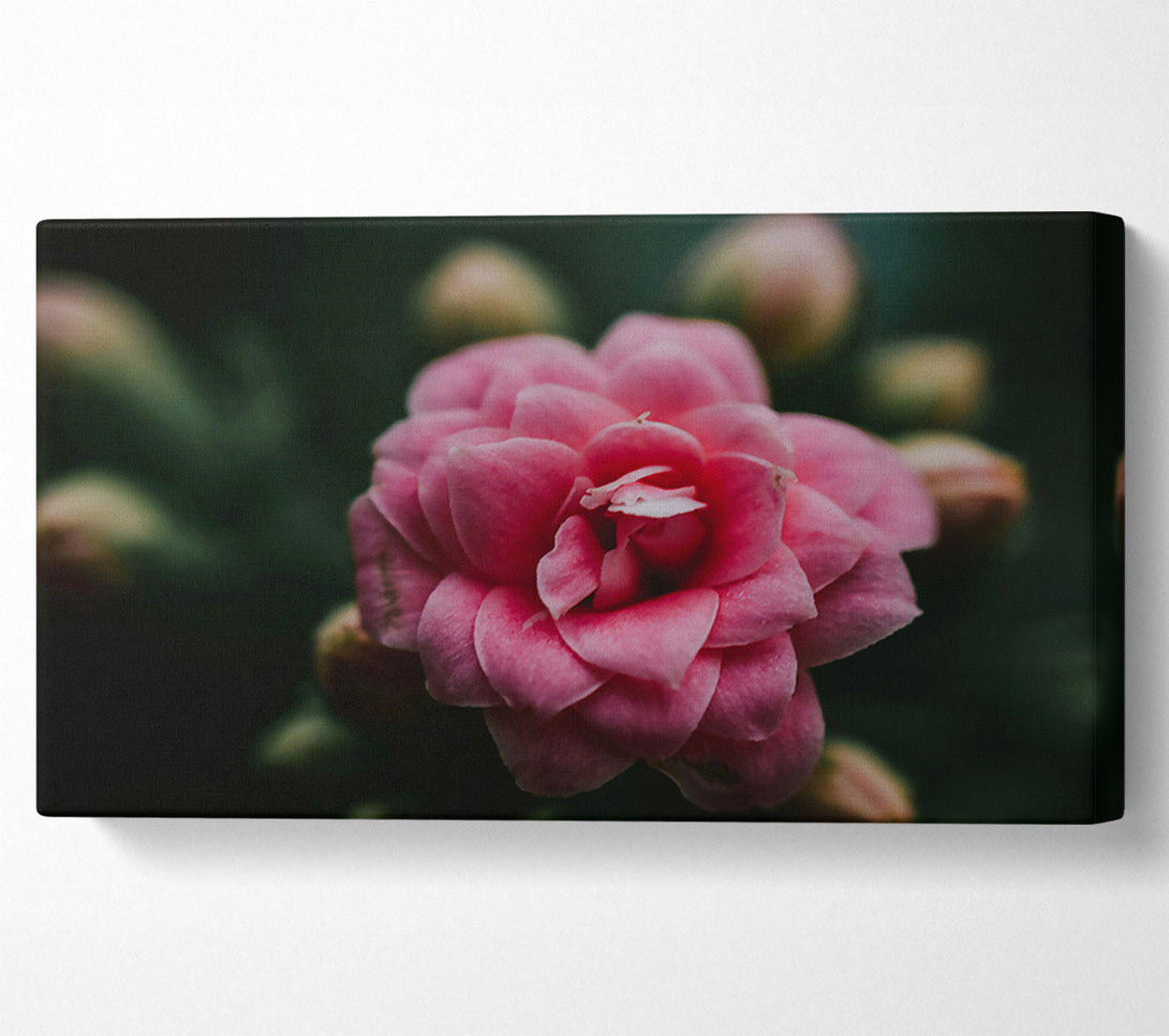  A Canvas Print of Pink Bloom In Focus. Canvas Wall Art