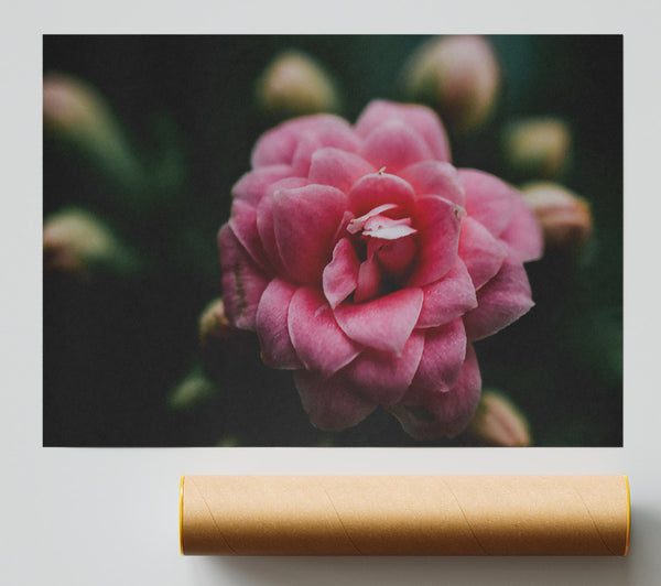 Pink Bloom In Focus. Giclee Print
