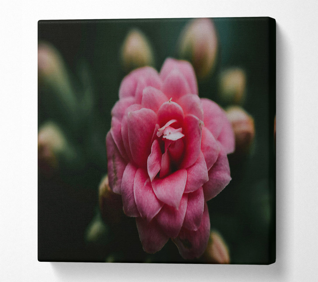  A Canvas Print of Pink Bloom In Focus. Canvas Wall Art
