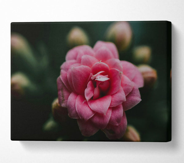  A Canvas Print of Pink Bloom In Focus. Canvas Wall Art