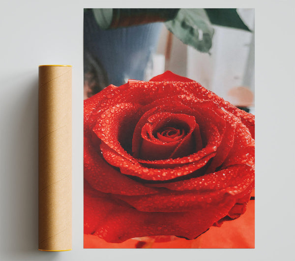 Crimson Dewdrop Rose Poster