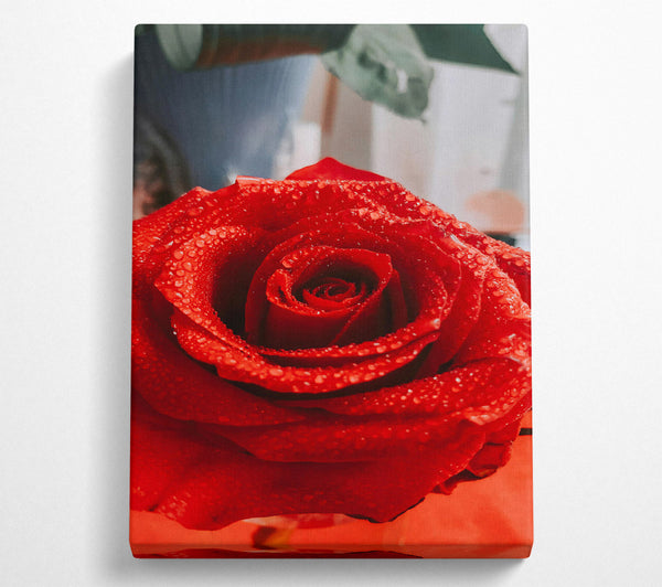  A Canvas Print of Crimson Dewdrop Rose Canvas Print
