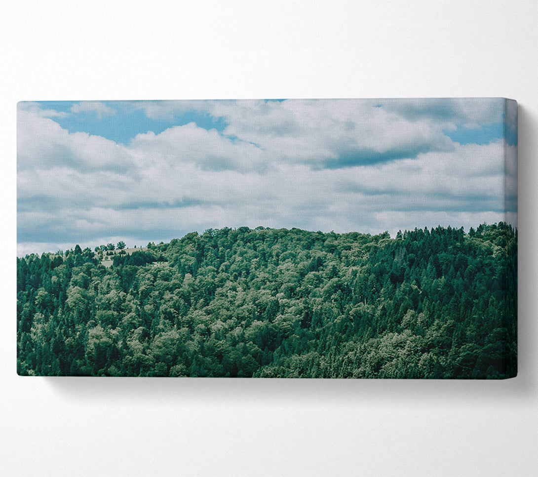  A Canvas Print of Emerald Forest Canopy Canvas Print
