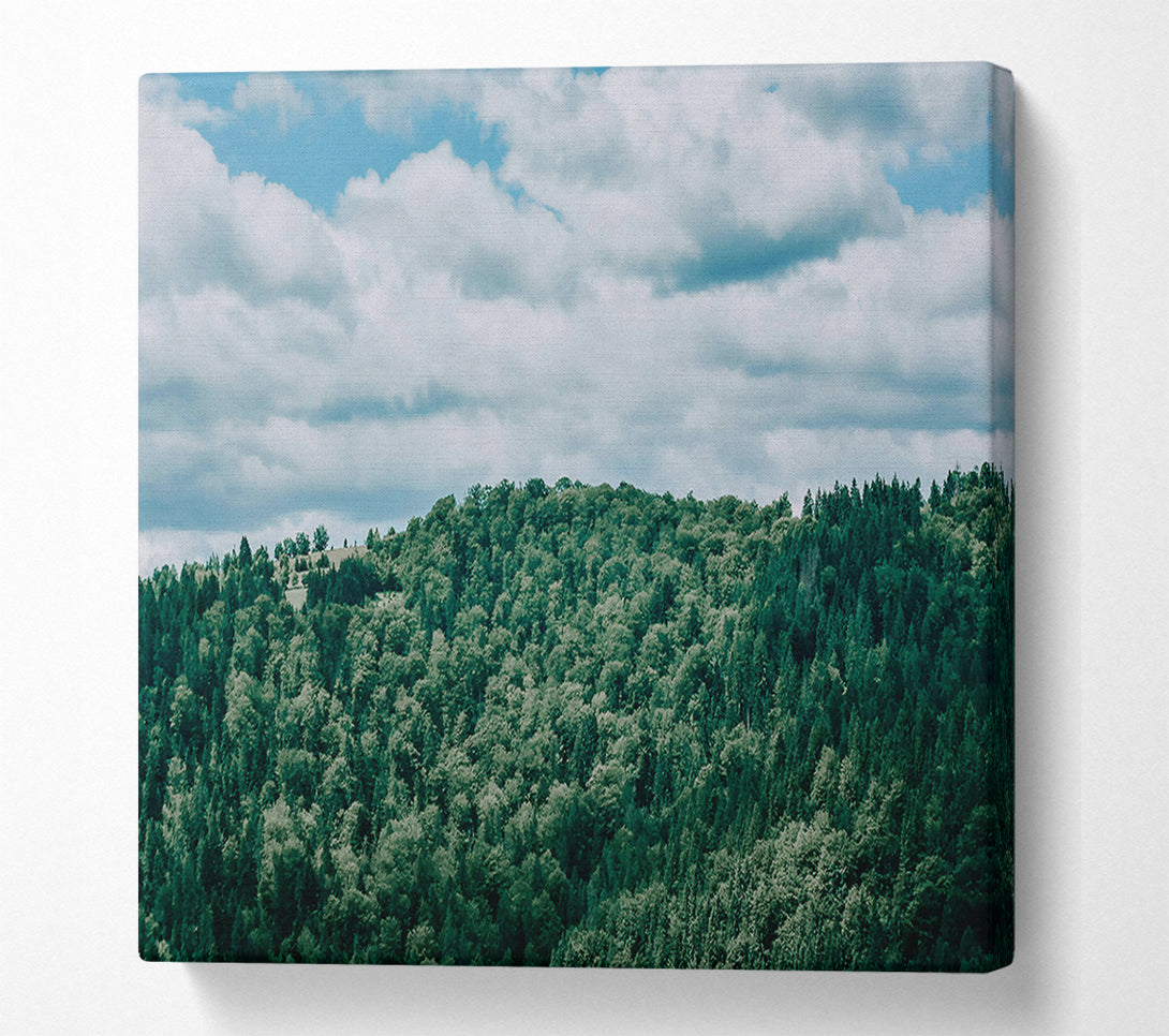  A Canvas Print of Emerald Forest Canopy Canvas Print