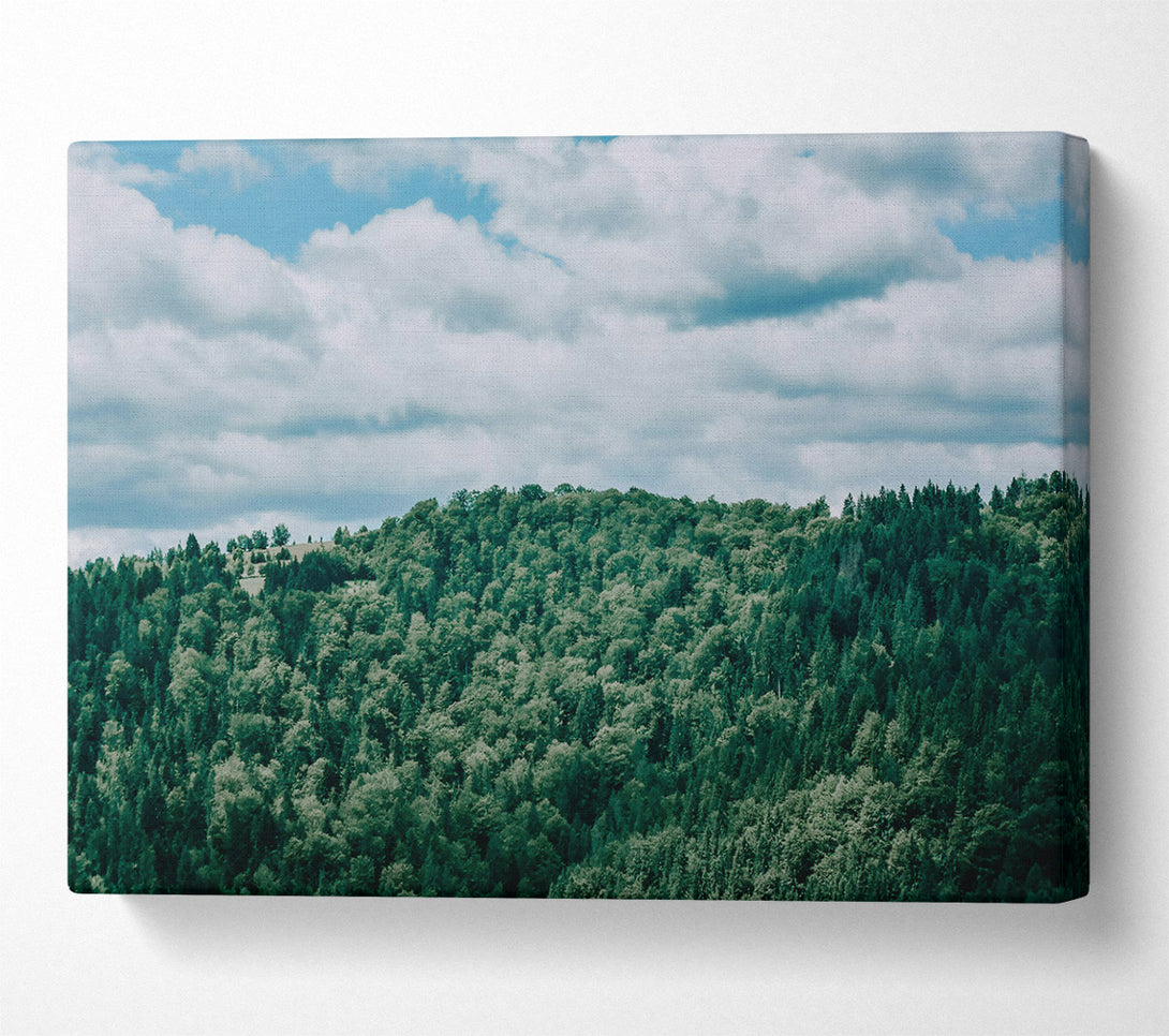  A Canvas Print of Emerald Forest Canopy Canvas Print