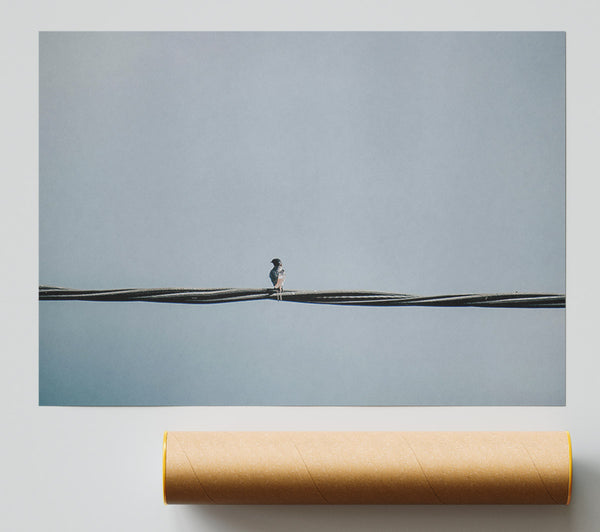 Bluebird On A Wire Poster