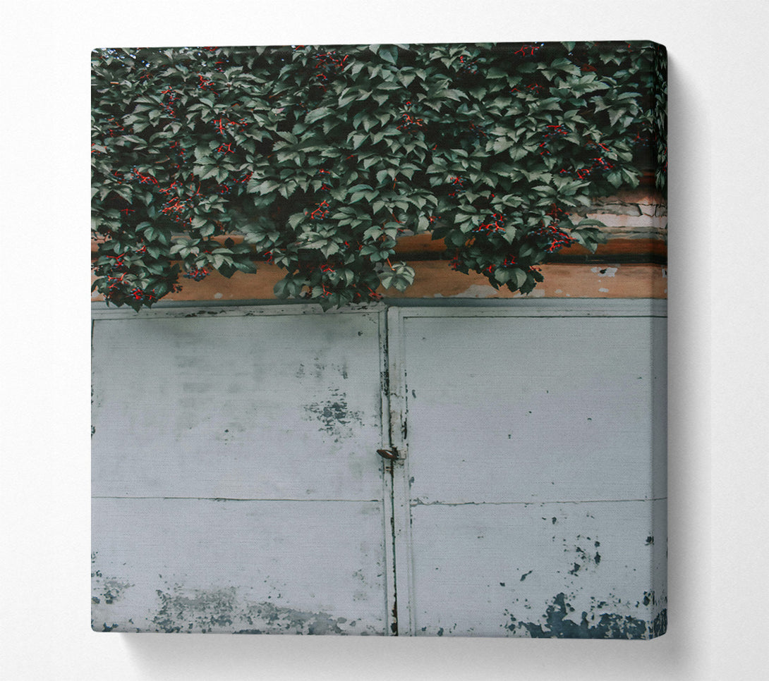  A Canvas Print of Green Vine And White Door Canvas Wall Art