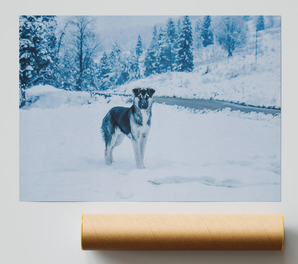 Blue Winter Wanderer Poster