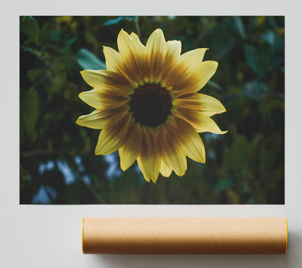 Golden Sunbeam Bloom Giclee Print
