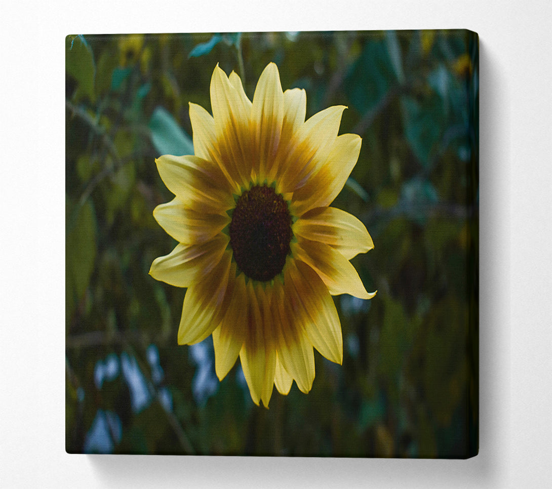  A Canvas Print of Golden Sunbeam Bloom Canvas Print