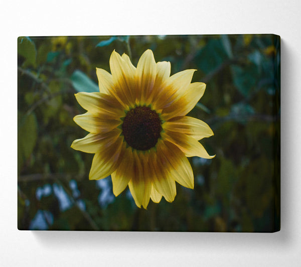  A Canvas Print of Golden Sunbeam Bloom Canvas Print