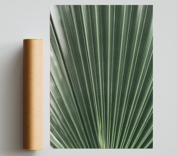 Emerald Palm Fan Giclee Print