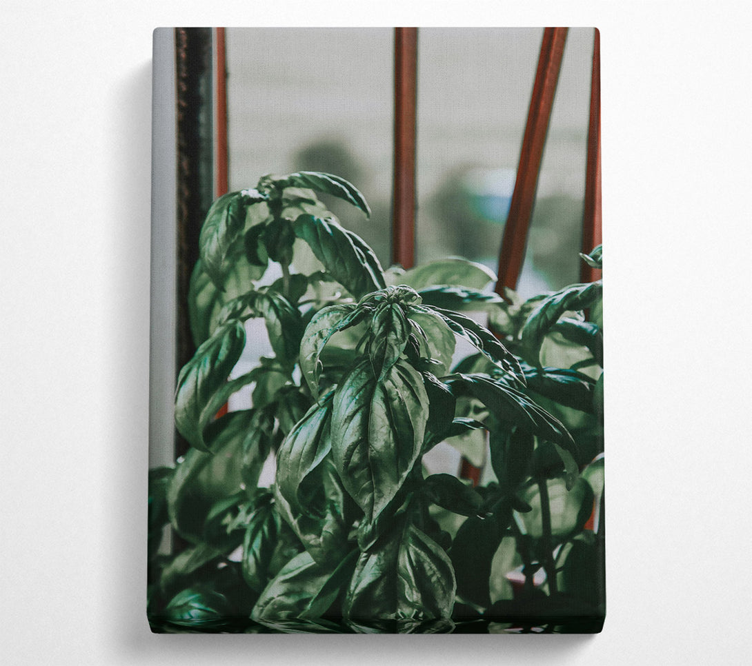  A Canvas Print of Emerald Green Basil Canvas Art
