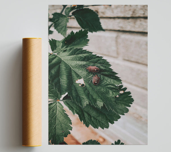 Brown Bugs On Green Leaf Giclee Print
