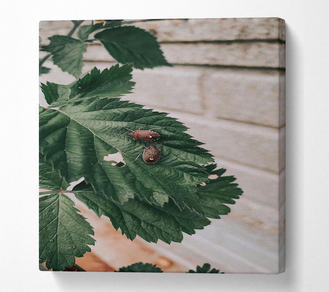  A Canvas Print of Brown Bugs On Green Leaf Canvas Print
