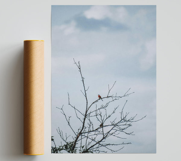 Red Bird On Branch Poster